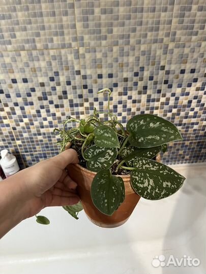 Сциндапсус пиктус аргиреус