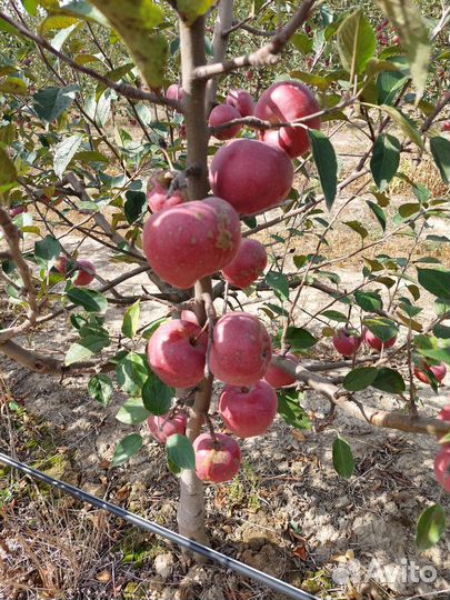 Яблоки оптом