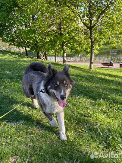 Лайка метис