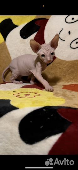 Канадские мальчики