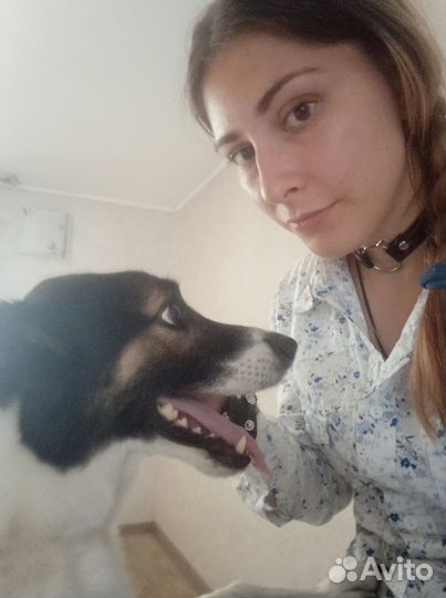 Частный кинолог