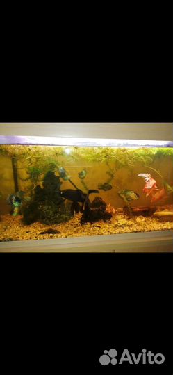 Аквариумы с рыбками