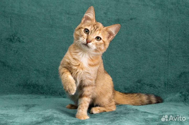 Кошка в дар бесплатно