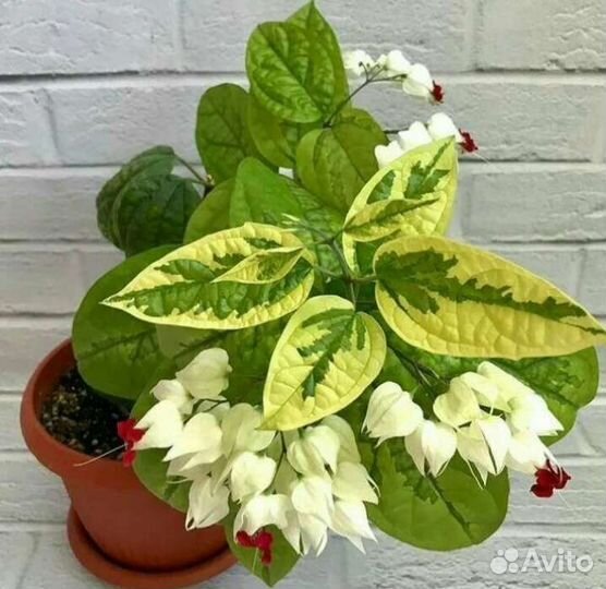 Клеродендрум