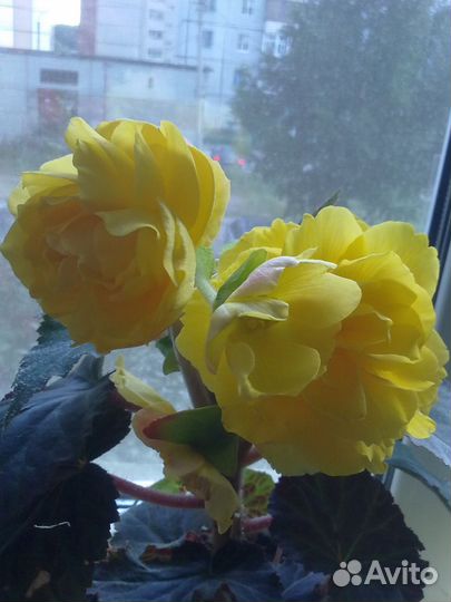 Бегония белая, желтая и красная