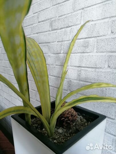 Сансевиерия Аубрутиана Лорен