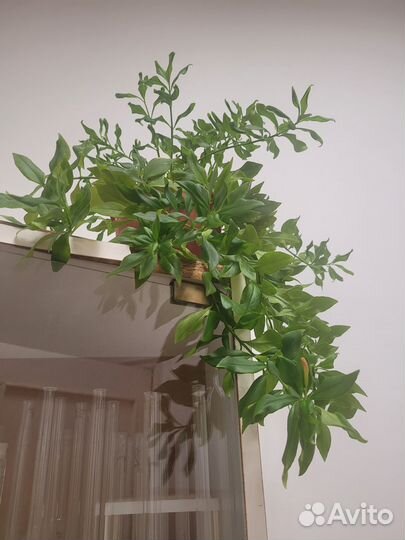 Эсхинантус