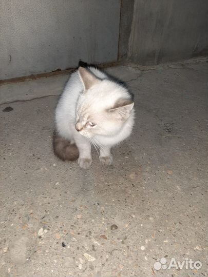 Найден котенок