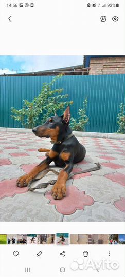 Доберман вязка