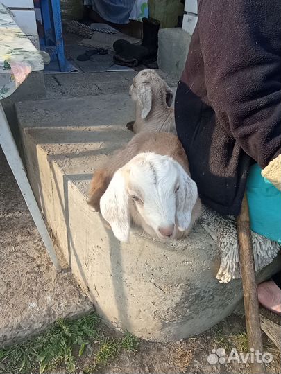 Козлята нубийские