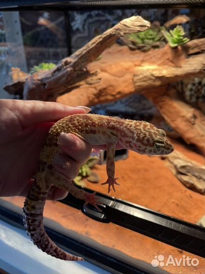 Эублефар с террариумом