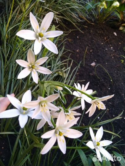 Птицемлечник луковицы крупный