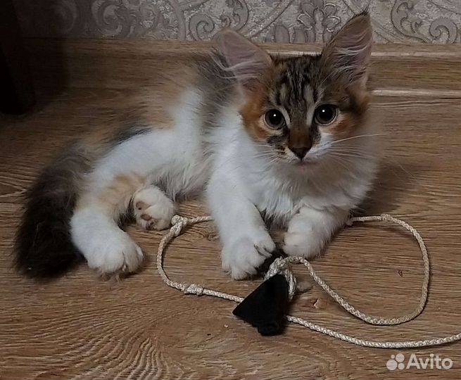 Котята бесплатно