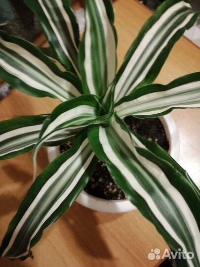 Драцена крупнолистная