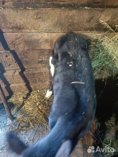 Телята телочки