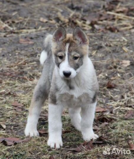 Щенки западно сибирской лайки