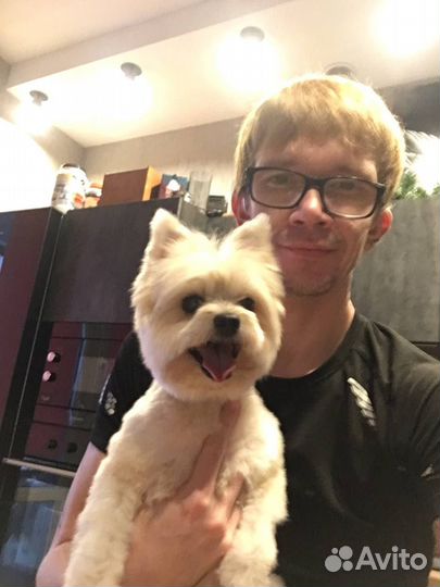 Тримминг собак