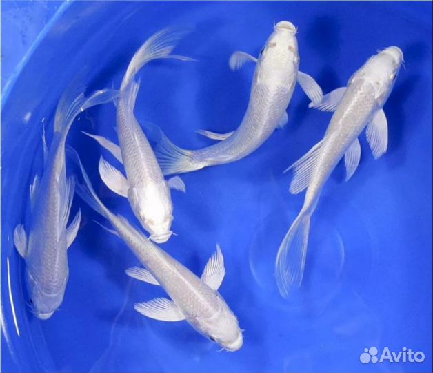 Золотый рыбки