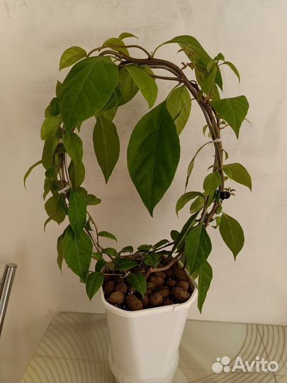 Бугенвиллия