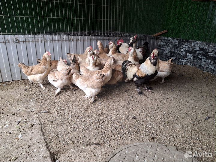 Куры фавероль доставка