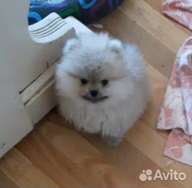 Шпицы щенки