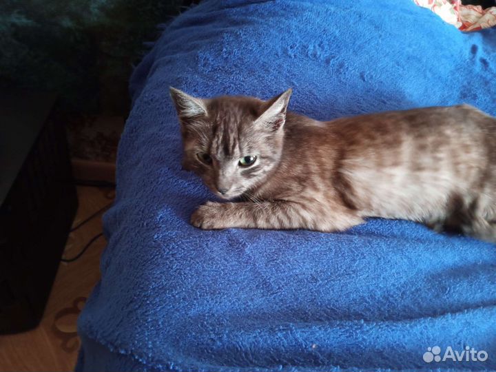 Кошка в дар бесплатно