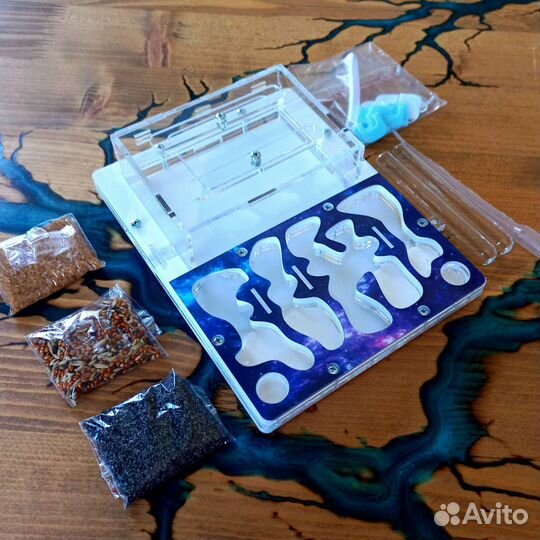 Формикарий/муравьиная ферма с муравьями