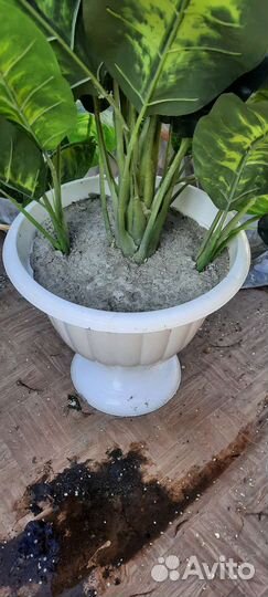 Искусственный куст дефинабии