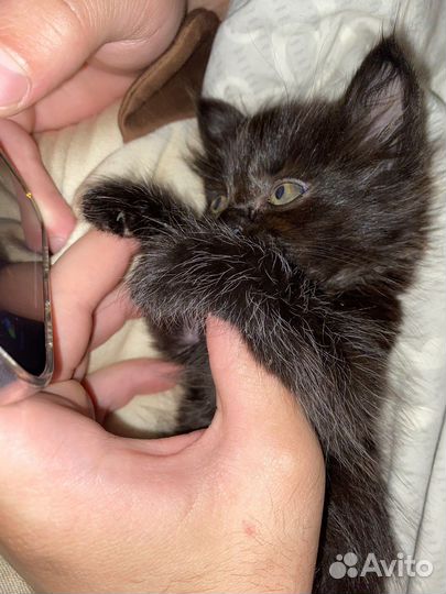 Котенок в дар