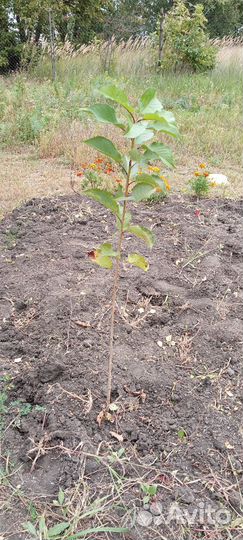 Саженцы черешни красной