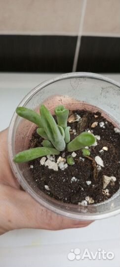 Каланхоэ тирсифлора орикула