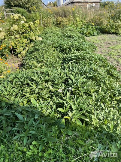 Батат рассада