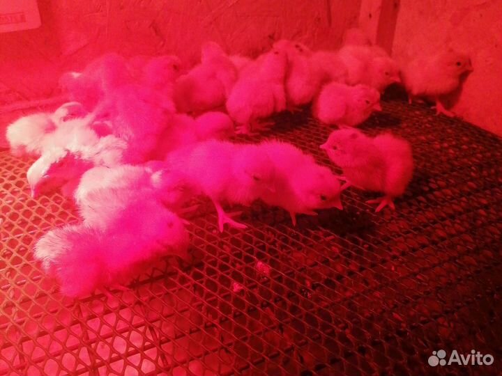 Инкубационное яйцо перепелов