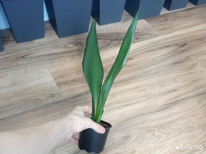 Сансевиерия Чёрные сорта