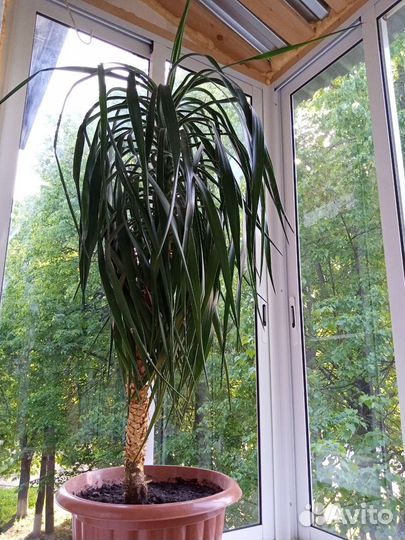 Пальма южная