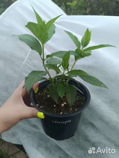 Гортензия метельчатая Скайфол