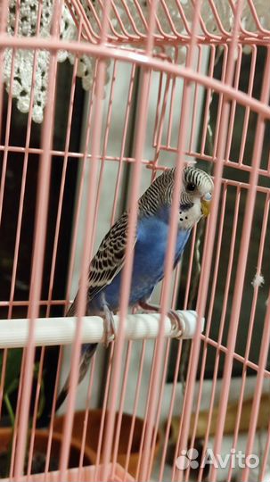 Волнистый попугай с клеткой