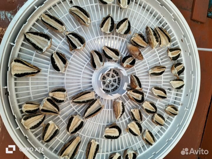 Весёлка сушеная