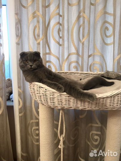 Вязка с шотландским вислоухим котом