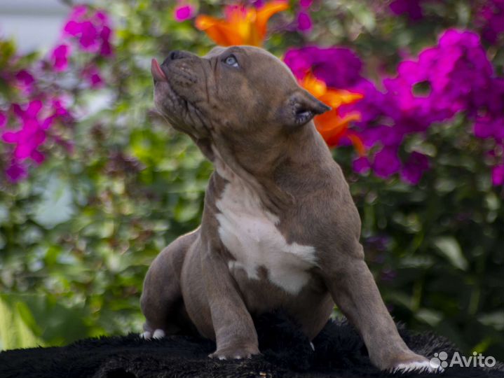 Щенок американского булли