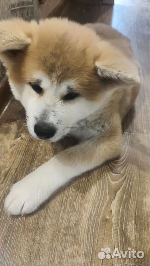Щенки акита ину