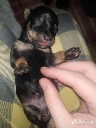 Щенки Таксы