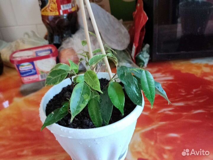 Фикус бенджамина