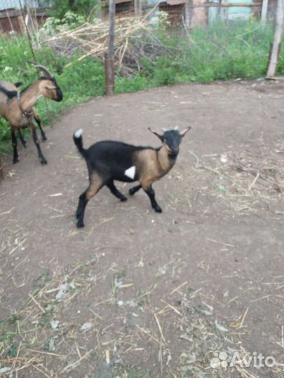 Нубийский козел