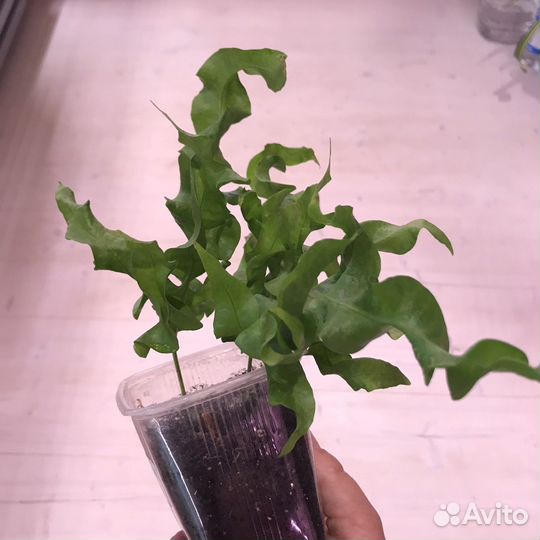 Нефролепис блонд