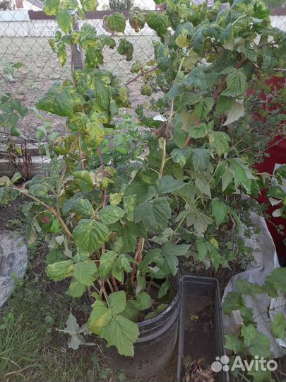 Малина разная