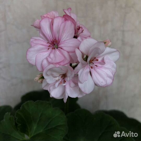 Пеларгония