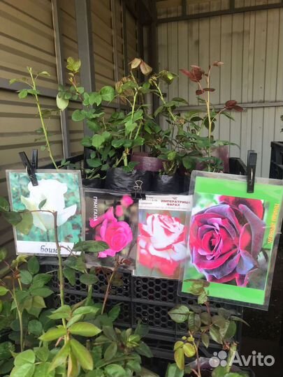 Кустовые розы саженцы
