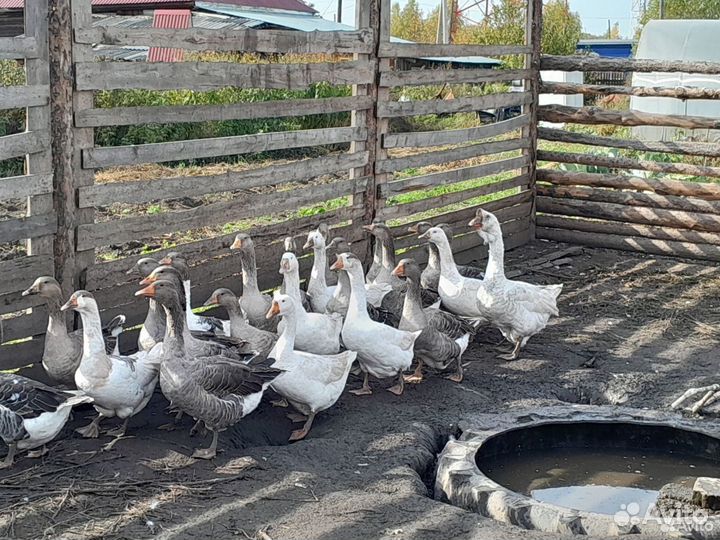 Продам гусей