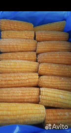 Кукуруза в початках